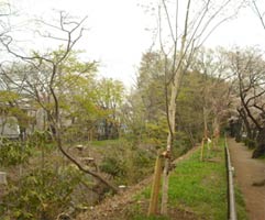 玉川上水の整備保全（サクラの補植）