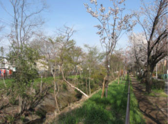 小金井（サクラ）モデル区間整備