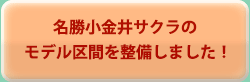 名勝小金井サクラのモデル区間を整備しました！