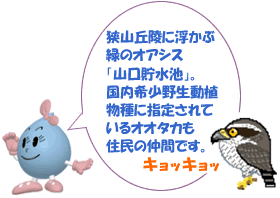 狭山丘陵に浮かぶ緑のオアシス「山口貯水池」。国内希少野生動植物種に指定されているオオタカも住民の仲間です。