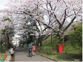 和田堀給水所のお花見広場（さくら）