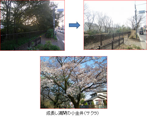 成長し満開の小金井（サクラ）
